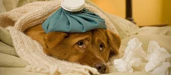 dogs get colds