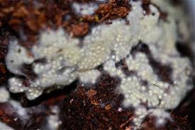It does not feed on plants neither on the soil. Tasha Sturm On Twitter Found This All Over The Topsoil Of An Opened Bag Of Potting Soil Spider Eggs Or Fungus Science Plants Stem Spideereggs Nature Garden Biology Scicomm Https T Co Krmtnkruud