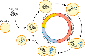 towards a synthetic cell cycle nature