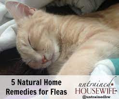 5 natural home flea remes that