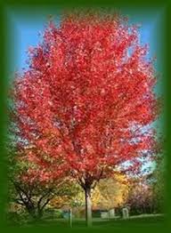 autumn blaze maple