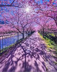 an sakura cherry blossom