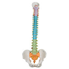 Anatomical Teaching Models Plastic Spinal Column
