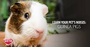 what is my guinea pig saying decode