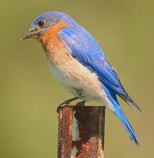 about bluebirds common q as at