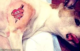 Image result for pet tattoos