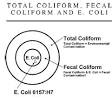 Fecal coliform test