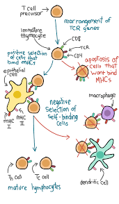 Adaptive Immunity Immune Response Article Khan Academy