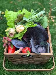 How To Start A Vegetable Garden July