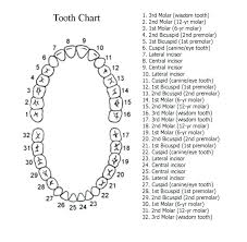 Dental Tooth Numbering Primary Dentition Palmer Letter Chart