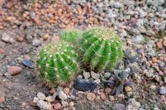 How big do mini cacti grow?