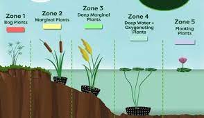 Pond Plants A Beginner S Guide Envii