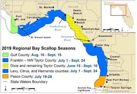 Bay Scallop Season Opens Aug 16 In St Joseph Bay Gulf