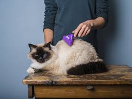 The good thing is that they tend to shed in clumps that are easily i have never seen or touched a ragdoll cat but they have long fur. Effortless Ways To Groom Your Ragdoll Cat Without All That Fuss Cat Appy