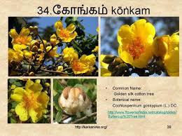 These cheery yellow or orange flowers resemble daisies and grow in almost any conditions. 34 à®• à®™ à®•à®® KÅá¹…nkam Yellow Flowers Names Flower Names Yellow Flowers