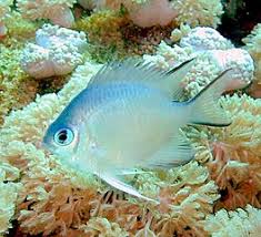Coral Reef Fish Wikipedia