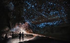 glowworms the crazy world of