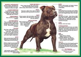 A american staffordshire terrier that is not trained well will often bark excessively, become aggressive and overly dominant, as well as have troubles with urinating. Pure Breed English Staffordshire Bull Terrier Staffordshire Bull Terrier Bull Terrier