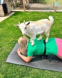 yoga with baby goats at this yorkshire farm