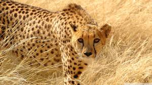 cheetah wildlife ultra hd desktop