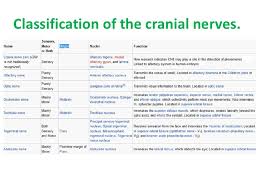 Anatomy Nazeen Batch Cranial Nerves