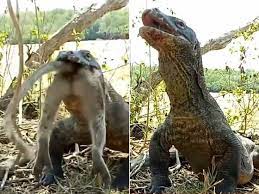 O dragão de komodo é um réptil que vive nas ilhas komodo e suas ilhas adjacentes, na indonésia. Voraz Dragao De Komodo Devora Macaco Inteiro Em Seis Mastigadas Fotos R7 Hora 7