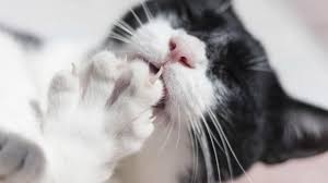 claw and nail disorders in cats petmd