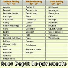 Root Depth For Plants Garlic Kale Container Gardening