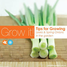 Growing Leeks And Spring Onions