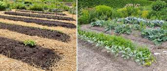 Create A No Dig Garden Sweet Living