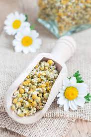 We did not find results for: Dry Chamomile Tea In Wooden Scoop Fresh Chamomile Flowers On Background Square Format Stock Photo Image Of Lifestyle Closeup 100996548