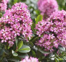 Flowering Shrubs Trees