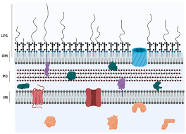 the role of pseudomonas aeruginosa