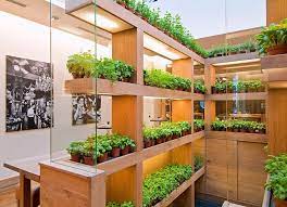 Modern Interior Plants Indoor