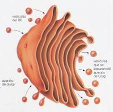 retículo endoplasmatico liso rel