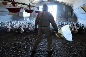 The virus has been reported in germany, austria, switzerland another chicken farm in austria tested positive for bird flu, properly named the h5n8 virus, on friday. 7v6ute9zpqkjmm