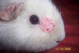 sick hamsters signs of fungal