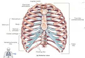 The ribs are attached posteriorly to their respective vertebra and (except for the eleventh and twelfth) its transverse process. Thoracic Rib Cage Anatomy In Detail Anterior View