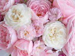 Beautiful pink English rose background ...