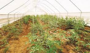 greenhouse farming what farmers must