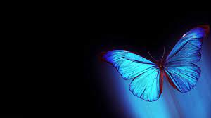 49+] Butterfly Wallpapers for Laptop on ...