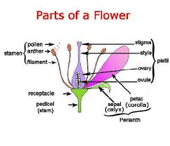 The male reproductive part of the flower produces pollen, while the the main female reproductive part of a flower is called the pistil. Structure Of A Hibiscus Flower Definition Examples Diagrams