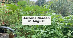 Arizona Garden In August Growing In
