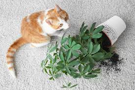 Common Houseplants That Are Safe For Pets