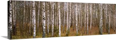 Silver Birch Trees In A Forest Narke