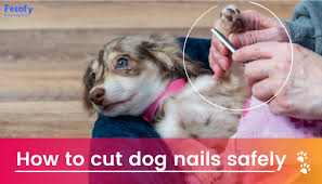 how to cut dog nails safely without