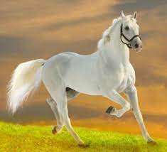 7 white horse hd wallpapers 1920x1080