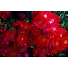 rosa x noare flower carpet red p p