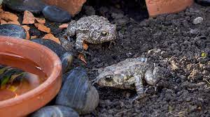 welcome toads to your garden garden gate