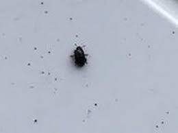 The Tiny Black Beetles Invading Homes